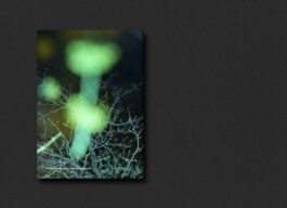 Ein dunkles, verschwommenes Bild mit hellgrünen Formen im Vordergrund und dünnen, kahlen Ästen im Hintergrund, alles vor einer schlichten, strukturierten dunkelgrauen Oberfläche. 