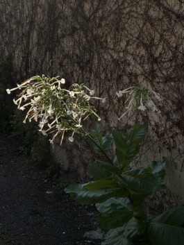 Eine Pföanze ragt aus dem Beton, nur ein Teil ist durch das Sonnenlicht belichtet. 